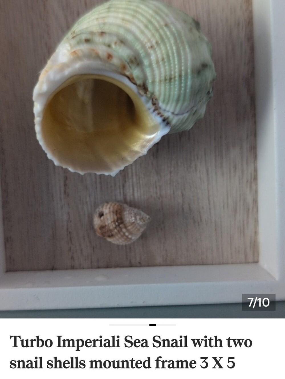 Turbo Imperiali Sea Snail with two other snail shells mounted on shadowbox frame - Picture 7 of 10